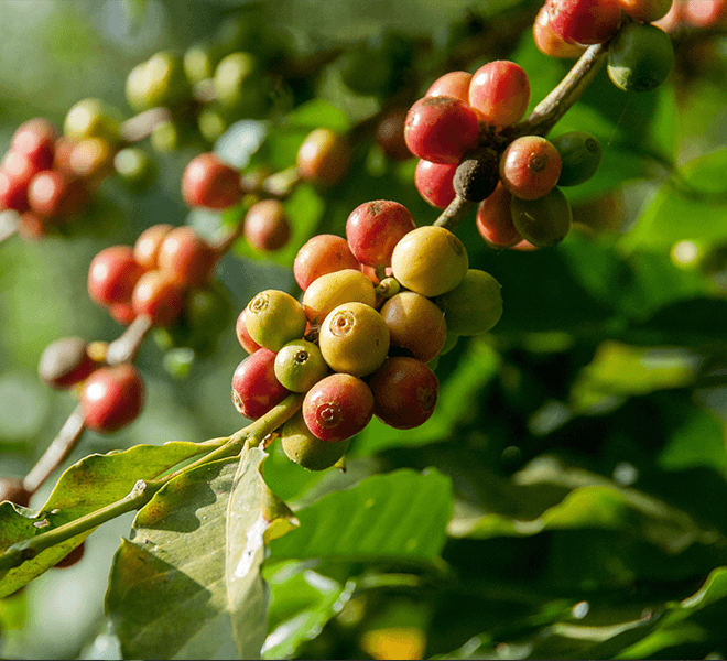 Are you Team Arabica or Team Robusta?